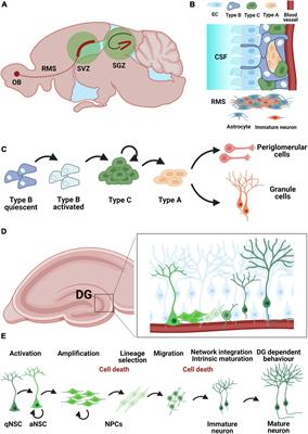 Adult Neurogenesis and Stroke: A Tale of Two Neurogenic Niches